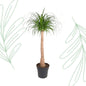 Beaucarnea stam - 120 cm - Forest Plants
