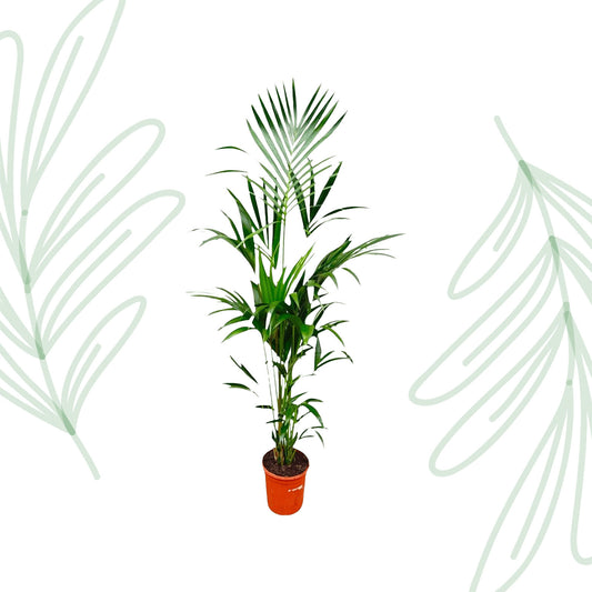 Kentia palm - 180 cm - Forest Plants