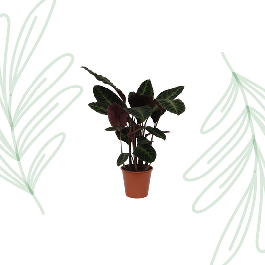 Calathea Warscewiczii - 100 cm