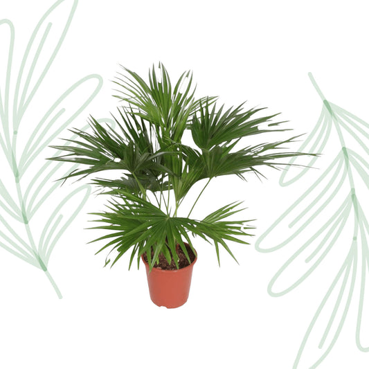 Livistona Chinensis - 170 cm - Forest Plants