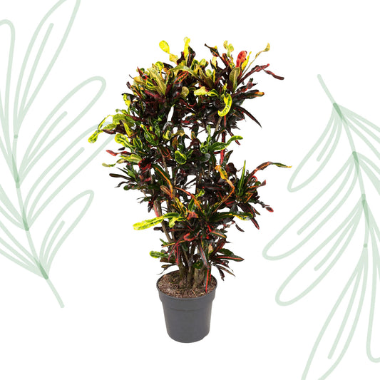 Codiaeum Mammi vertakt - 120 cm - Forest Plants