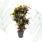 Codiaeum Mammi vertakt - 120 cm - Forest Plants