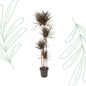 Dracaena Magenta - 180 cm - Forest Plants
