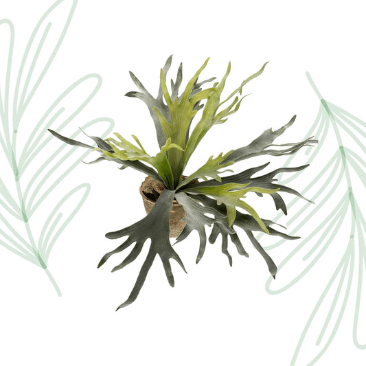 Kunstplant - Staghorn Fern - Hertshoorn - 50 cm - Forest Plants