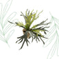 Kunstplant - Staghorn Fern - Hertshoorn - 50 cm - Forest Plants