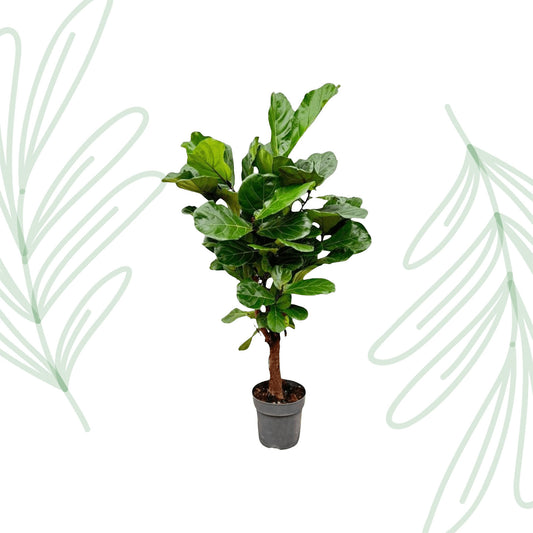 Ficus Lyrata vertakt - 140-160cm - Forest Plants