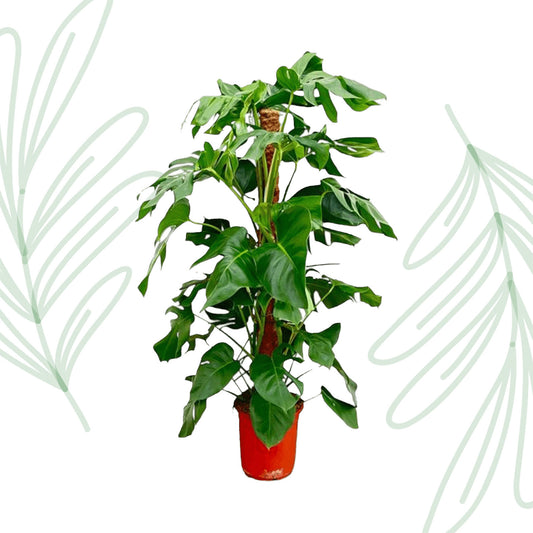 Monstera Pertusum - 120 cm - Forest Plants