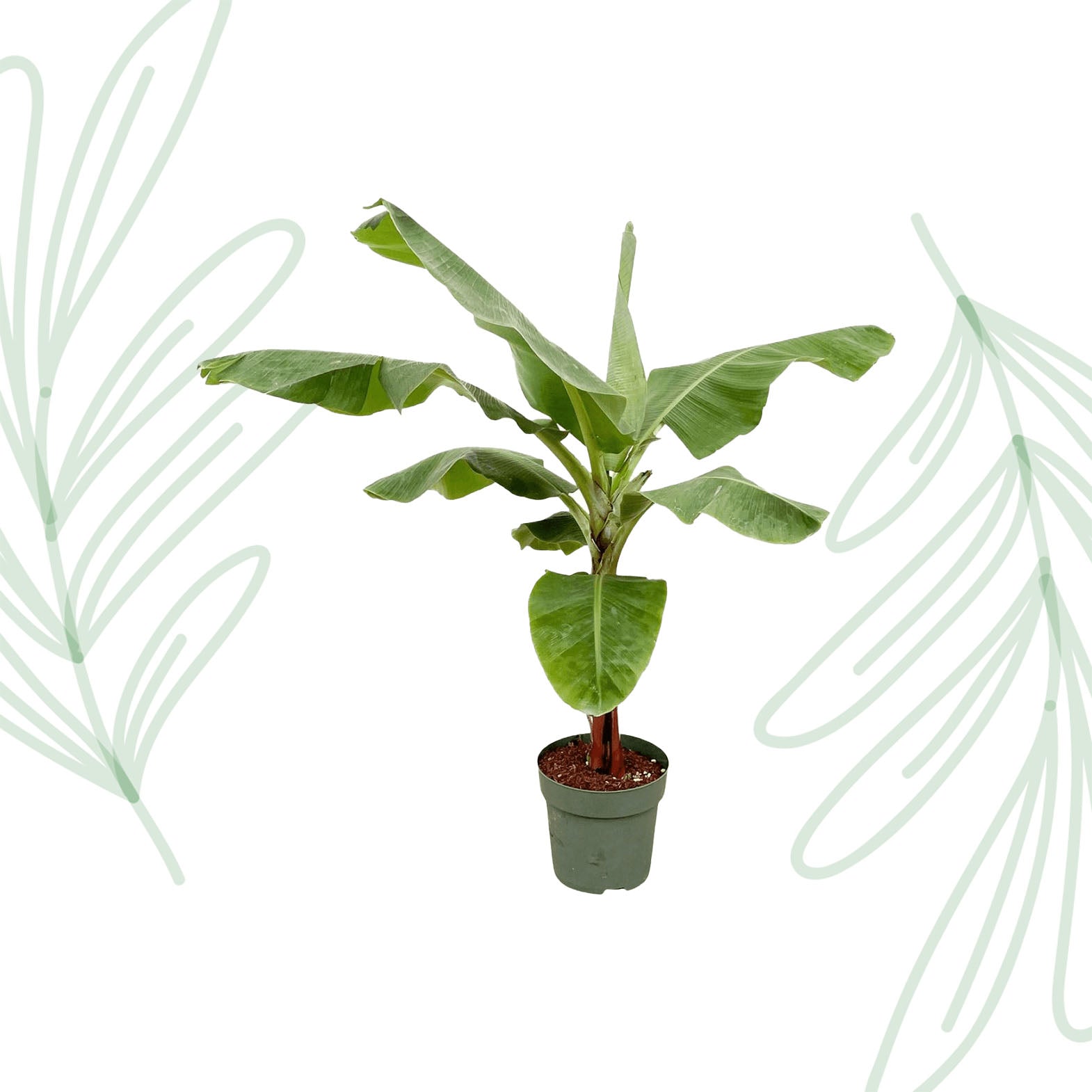 Bananenplant (Musa) - 170cm - Forest Plants