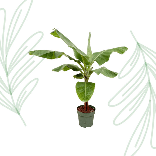 Bananenplant (Musa) - 170cm - Forest Plants