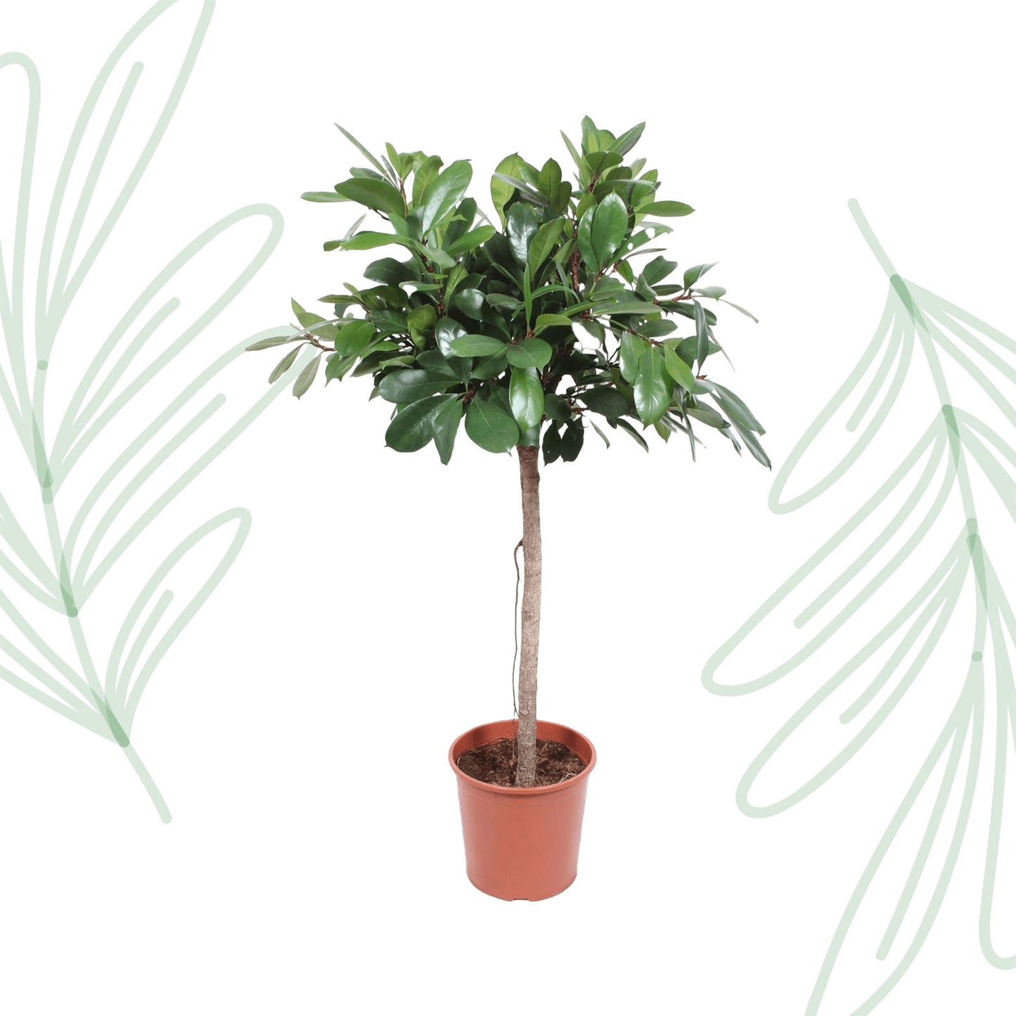 Ficus Cyathistipula boom - 150 cm - Forest Plants