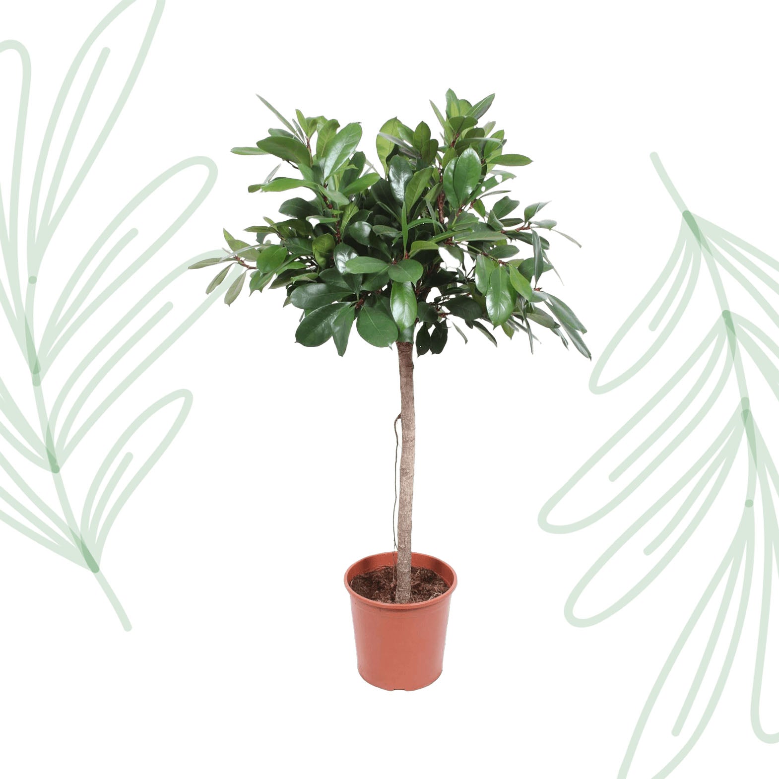 Ficus Cyathistipula boom - 150 cm - Forest Plants