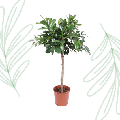 Ficus Cyathistipula boom - 150 cm - Forest Plants