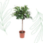 Ficus Cyathistipula boom - 150 cm - Forest Plants