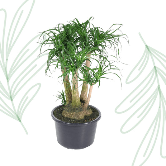 Beaucarnea vertakt - 110 cm - Forest Plants