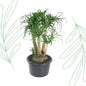 Beaucarnea vertakt - 110 cm - Forest Plants
