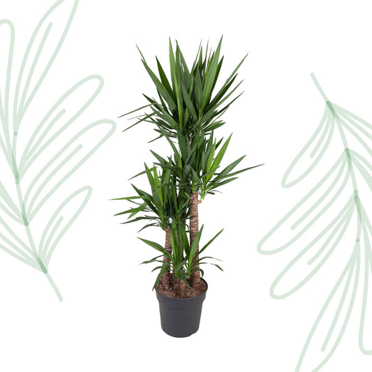 Yucca Elephantipe - 180 cm - Forest Plants