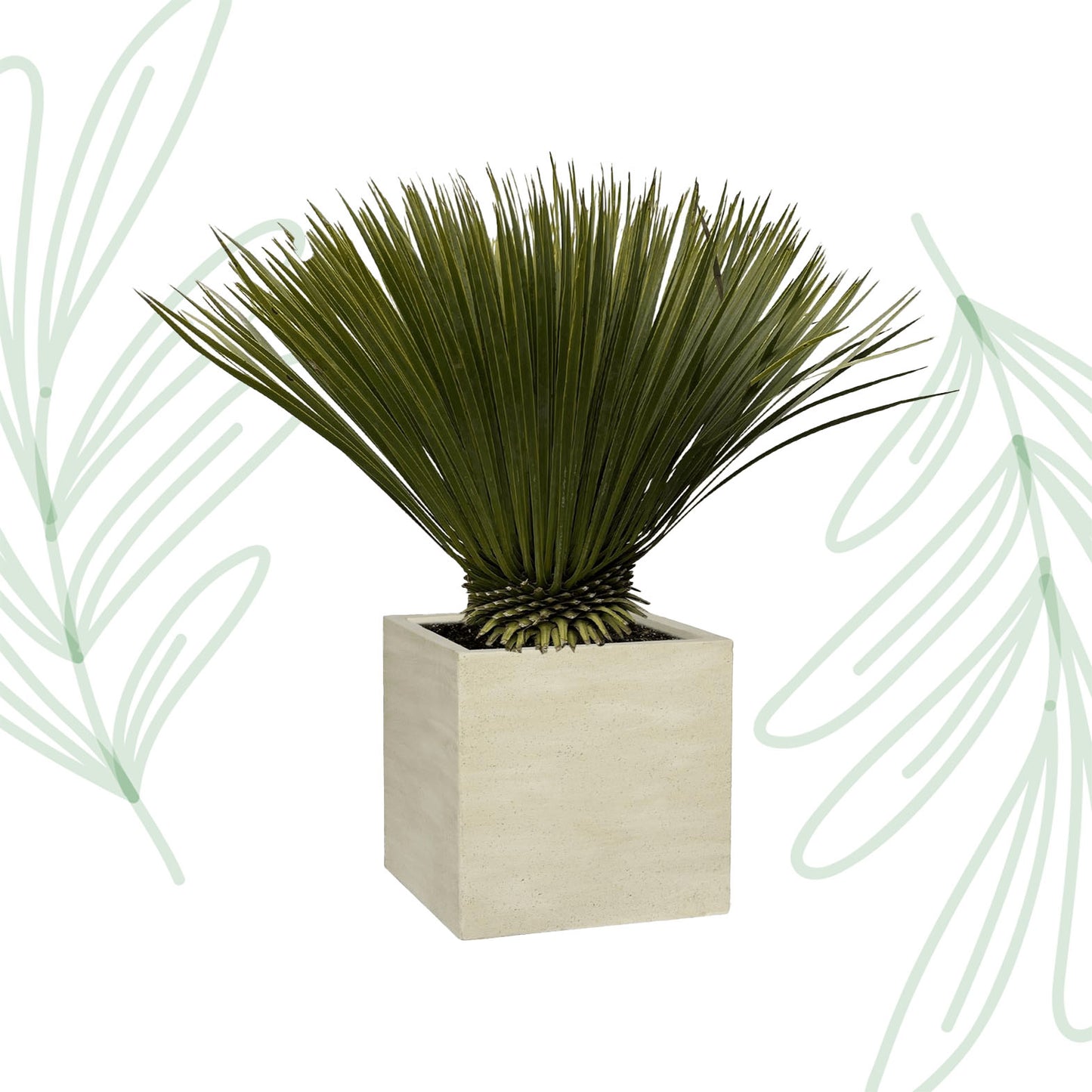 Yucca Rostrata - 75 cm - Forest Plants
