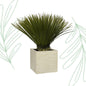 Yucca Rostrata - 75 cm - Forest Plants