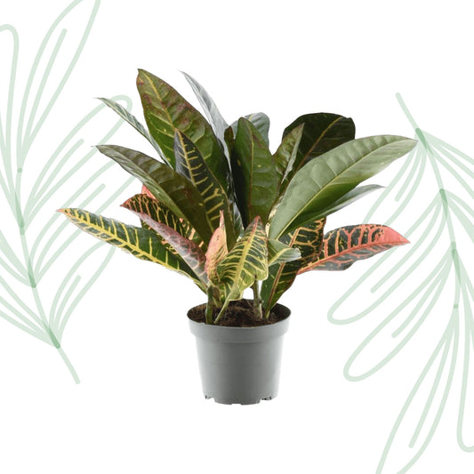Codiaeum variegatum 'Petra' - 30 cm