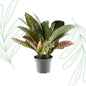 Codiaeum variegatum 'Petra' - 30 cm