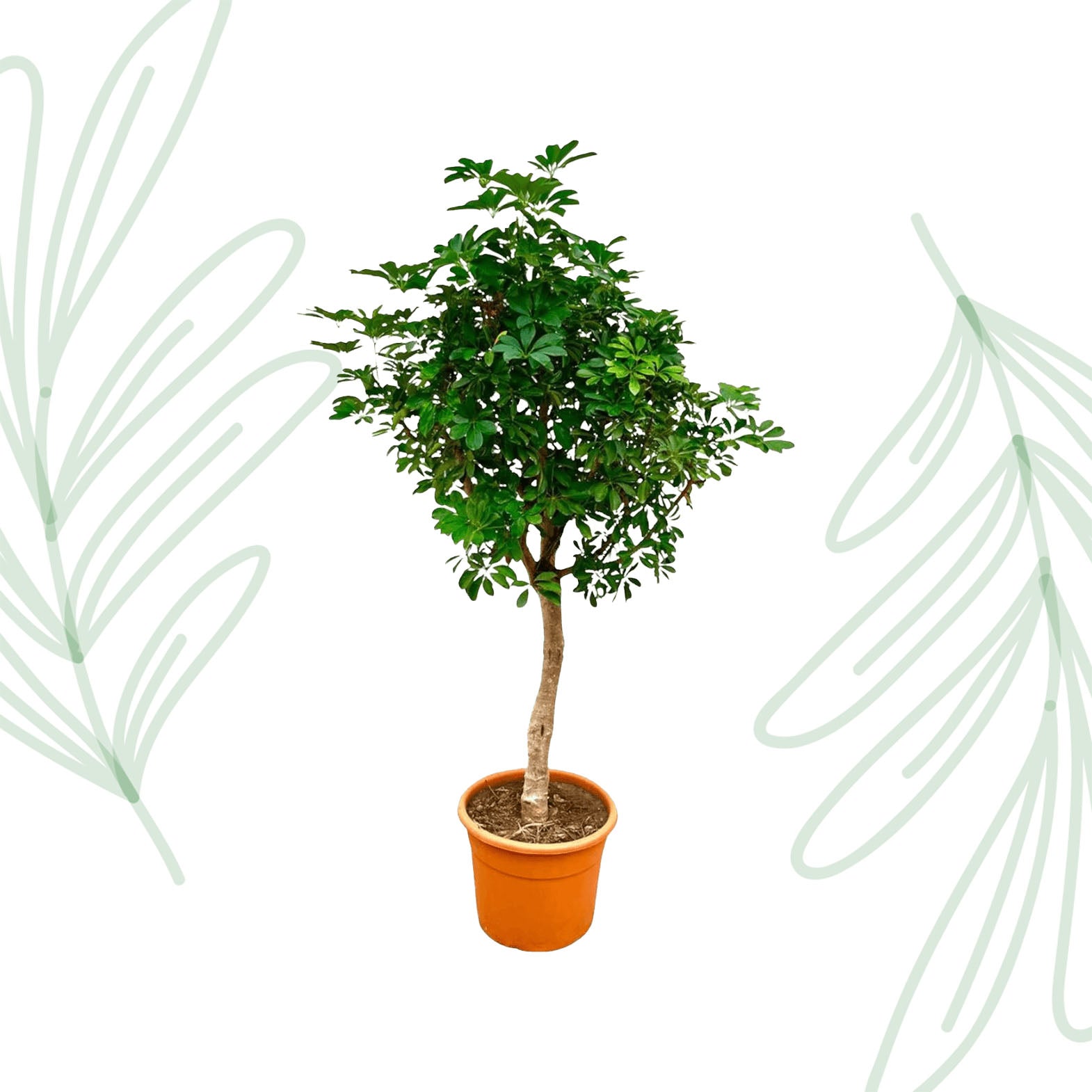 Schefflera op stam - 210 cm - Forest Plants
