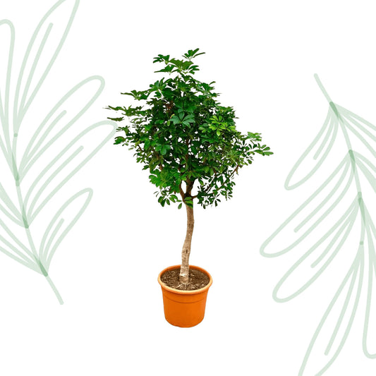 Schefflera op stam - 210 cm - Forest Plants