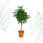 Schefflera op stam - 210 cm - Forest Plants