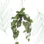 Kunstplant - Anthurium Clarinervium - Aderplant - 80 cm - Forest Plants