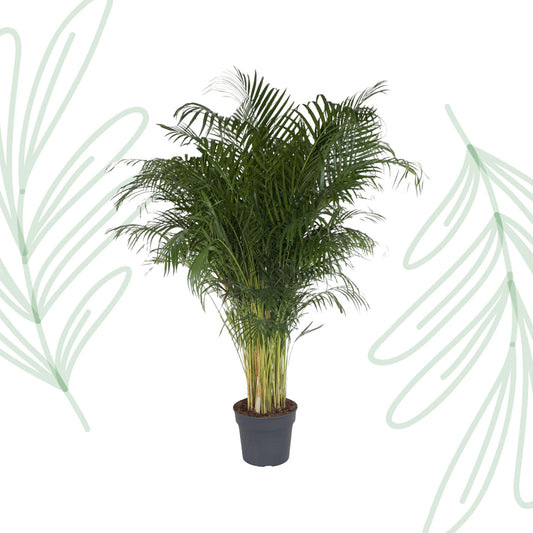 Dypsis Lutescens - 200 cm - Forest Plants