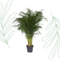 Dypsis Lutescens - 200 cm - Forest Plants