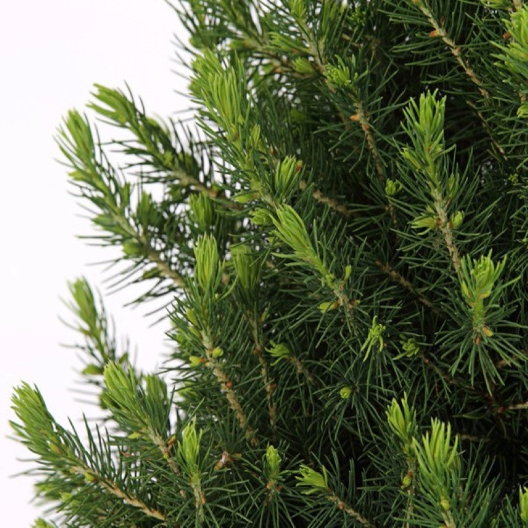 Kleine Kerstboom in Kerstmis sierpot - ↕ 70 cm - Picea Glauca Conica - Dennenappel Lampjes met batterijen