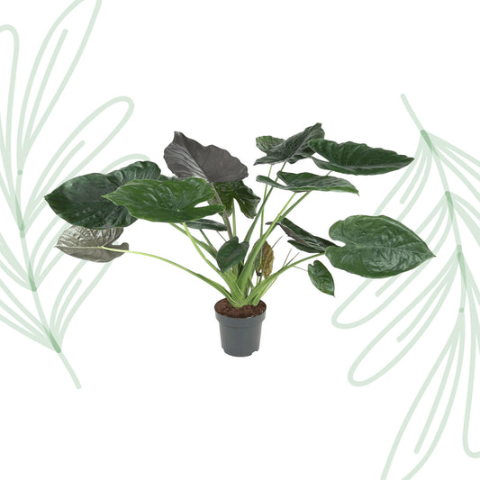 Alocasia Wentii - 120 cm - Forest Plants