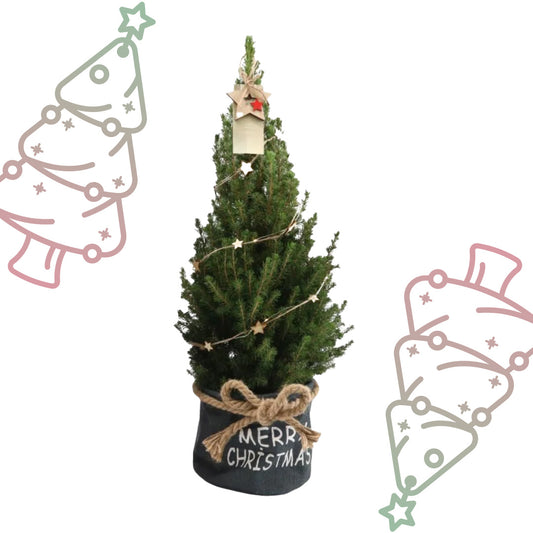 Kleine Kerstboom in 'Merry Christmas' zak blauw - ↕ 70 cm - Picea Glauca Conica - Sterren Lampjes met batterijen