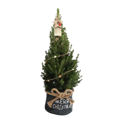 Kleine Kerstboom in 'Merry Christmas' zak blauw - ↕ 70 cm - Picea Glauca Conica - Sterren Lampjes met batterijen