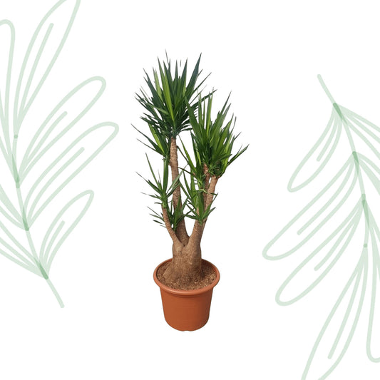 Yucca Elephantipes vertakt - 190 cm - Forest Plants