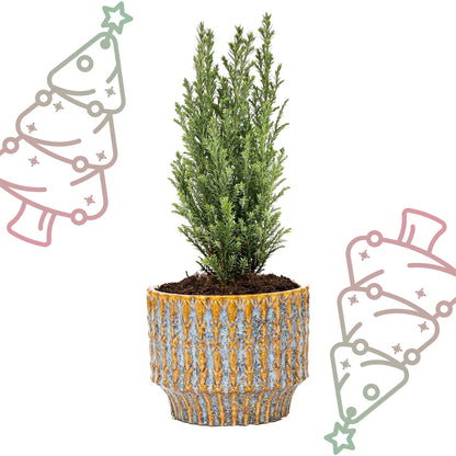 Kerstboom 'Ellwoodii' + Pot Echo - ↕ 25-30 cm