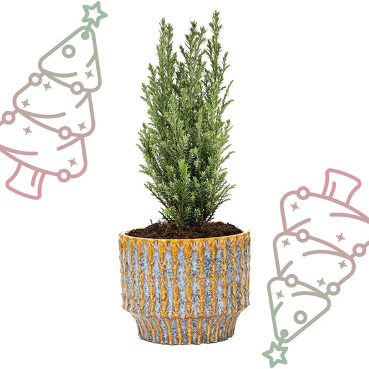 Kerstboom 'Ellwoodii' + Pot Echo - ↕ 25-30 cm