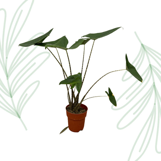 Alocasia Zebrina - 80 cm