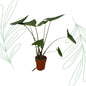Alocasia Zebrina - 80 cm