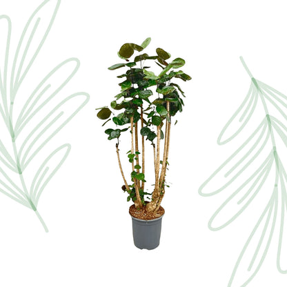 Polyscias Fabian XXL - 160 cm