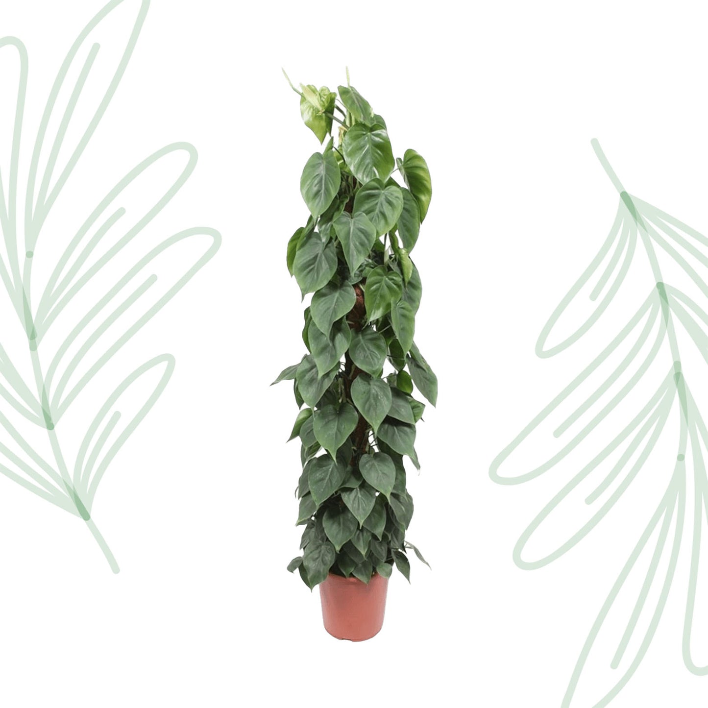 Philodendron Scandens mosstok - 150 cm - Forest Plants