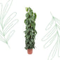 Philodendron Scandens mosstok - 150 cm - Forest Plants