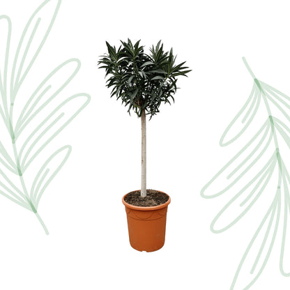 Nerium Oleander op stam met witte bloem - 200 cm - Forest Plants
