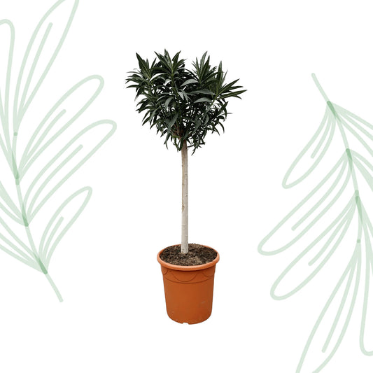 Nerium Oleander op stam met witte bloem - 200 cm - Forest Plants
