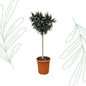 Nerium Oleander op stam met witte bloem - 200 cm - Forest Plants