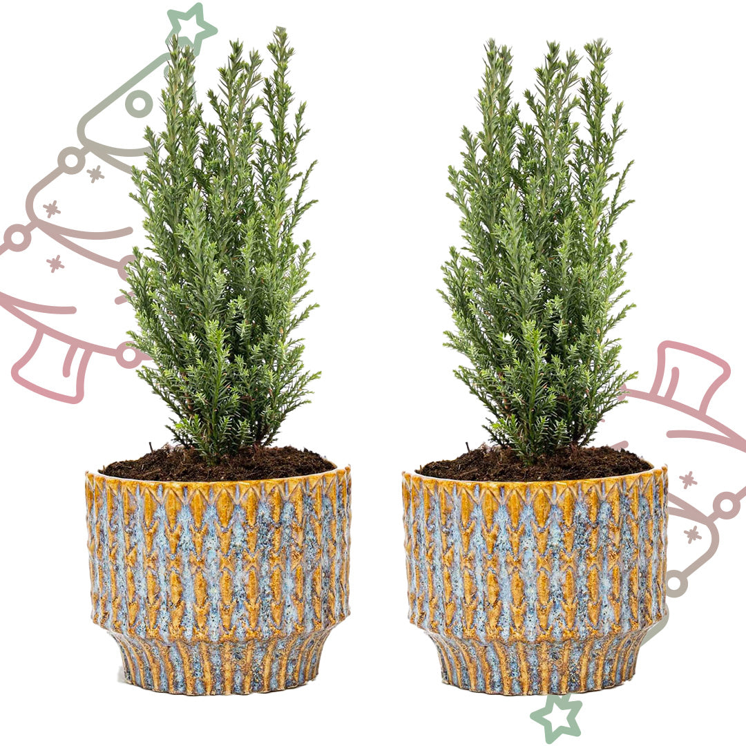Set van 2 - Kerstboom 'Ellwoodii' + Pot Echo - ↕ 30 cm