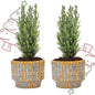 Set van 2 - Kerstboom 'Ellwoodii' + Pot Echo - ↕ 30 cm