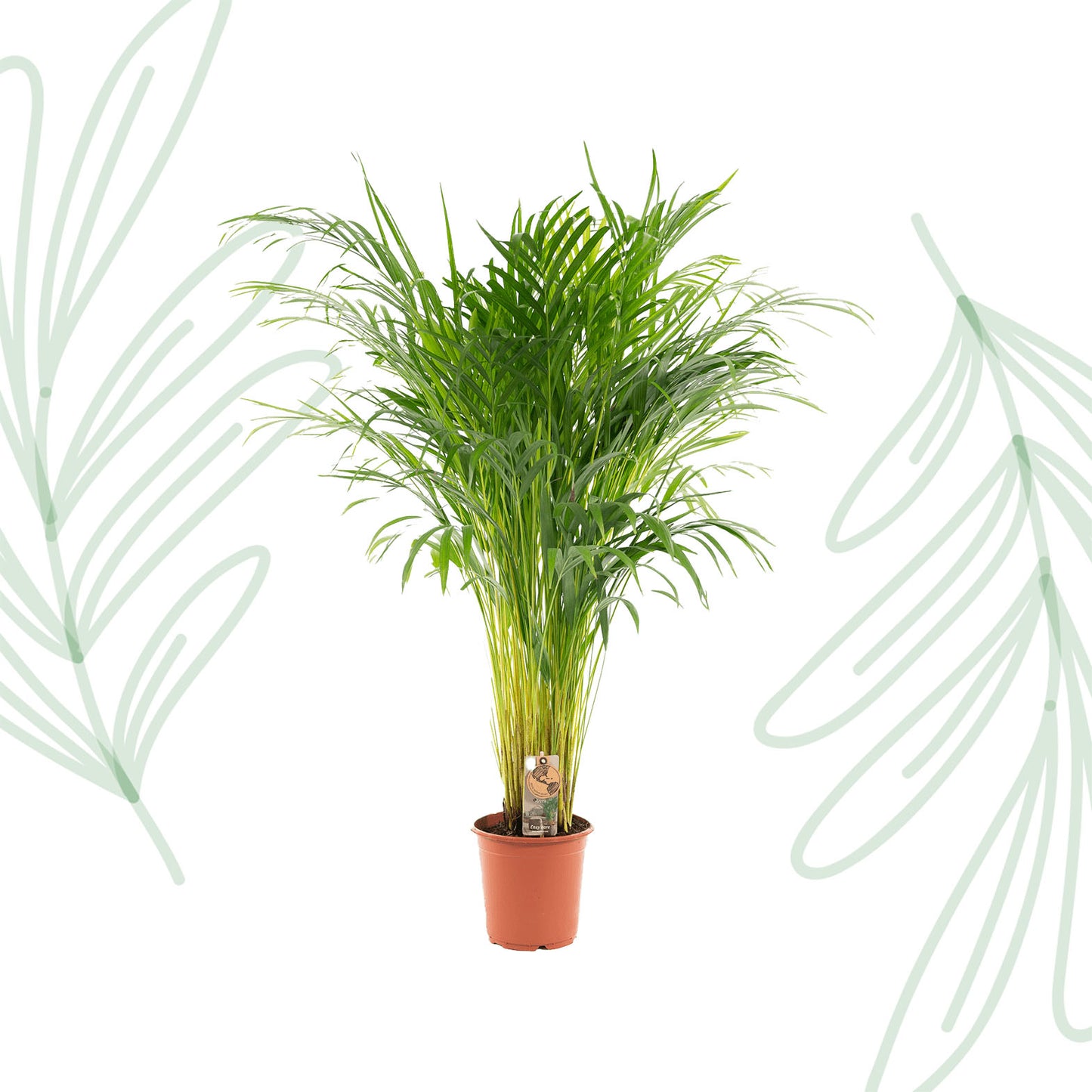 Areca palm - 110 cm - Forest Plants