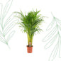 Areca palm - 110 cm - Forest Plants