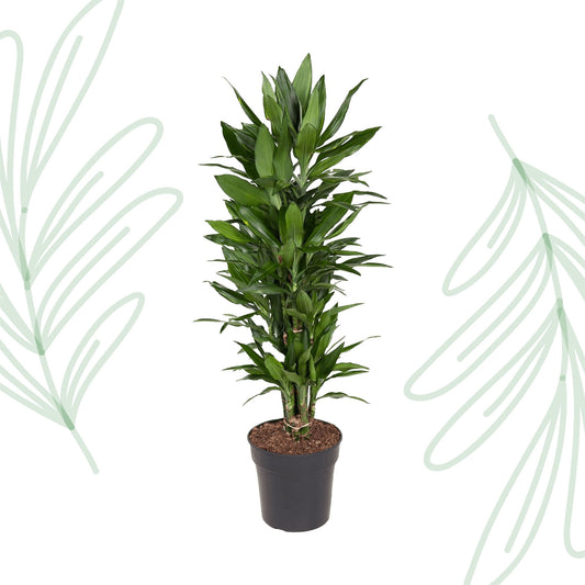 Dracaena Janet Lind vertakt - 110 cm - Forest Plants